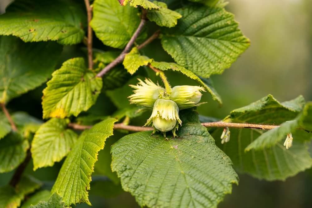 Hazel Pollen: Winter Season, Hazelnut Trees, and How to Spot It