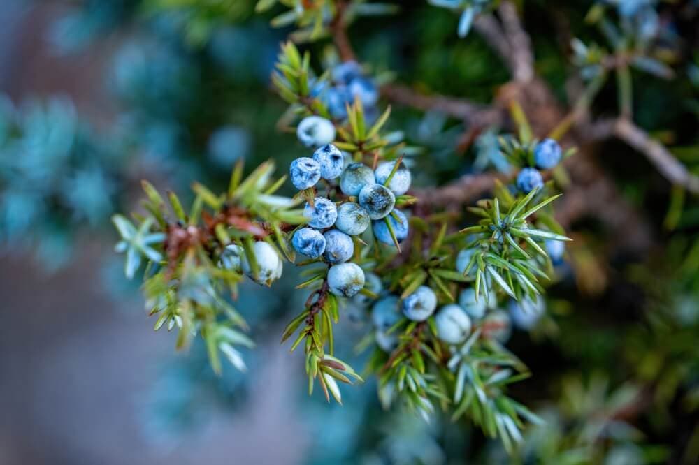 Juniper and Mountain Cedar Pollen: Winter Season, Where It Grows, and How to Spot It