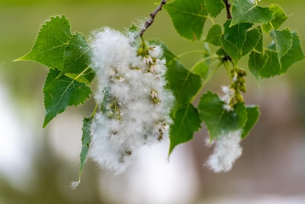 Cottonwood Pollen: Season, White Fluff, and How to Spot It
