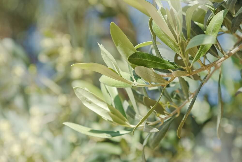 Olive Tree Pollen: Season, Identification, and Local Planting Restrictions