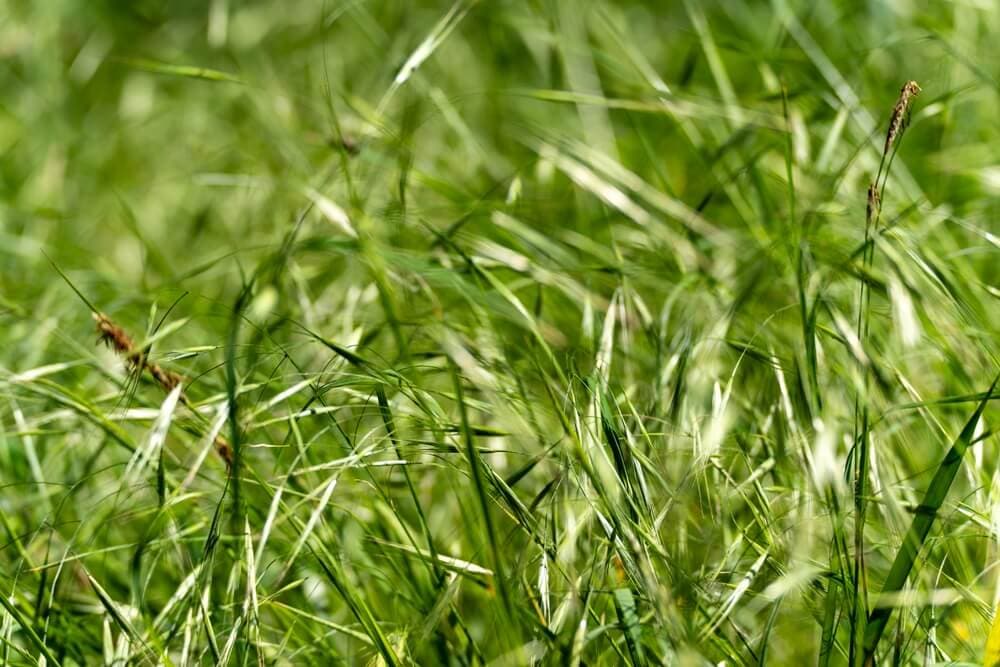 Grass Pollen: Season, Common Grasses, and How to Spot Them