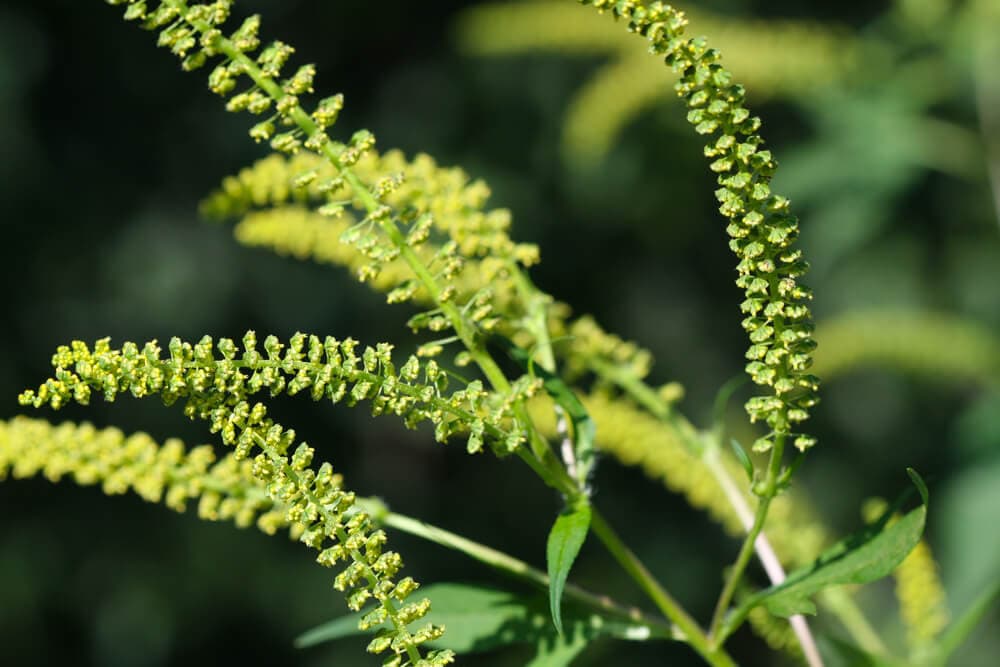 Ragweed Pollen: Season, When It Ends, and How to Identify It