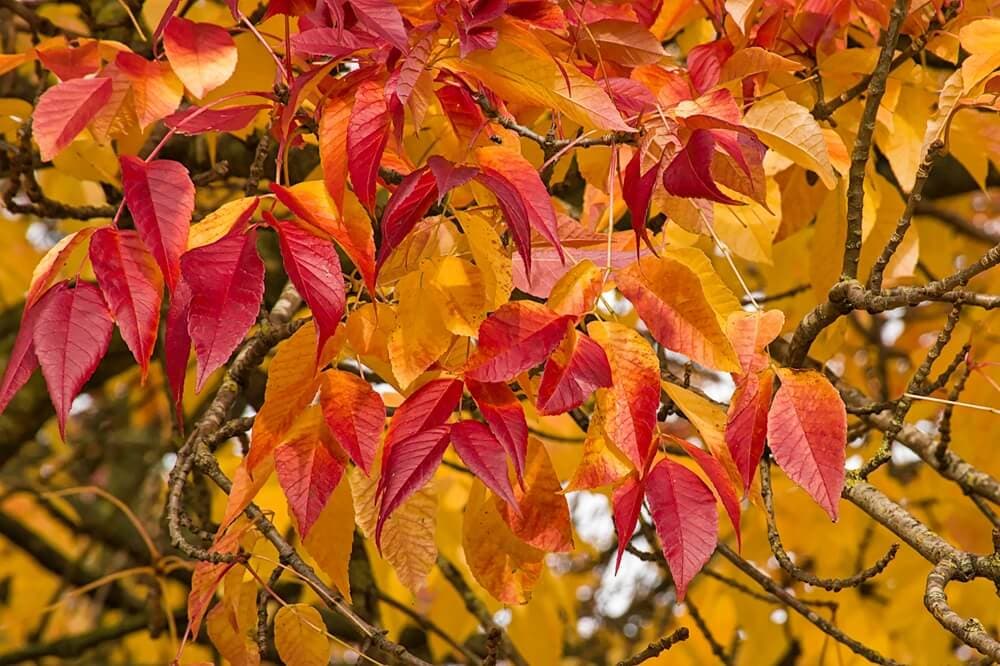Ash Pollen: Spring Season, Olive-Family Connection, and How to Spot It