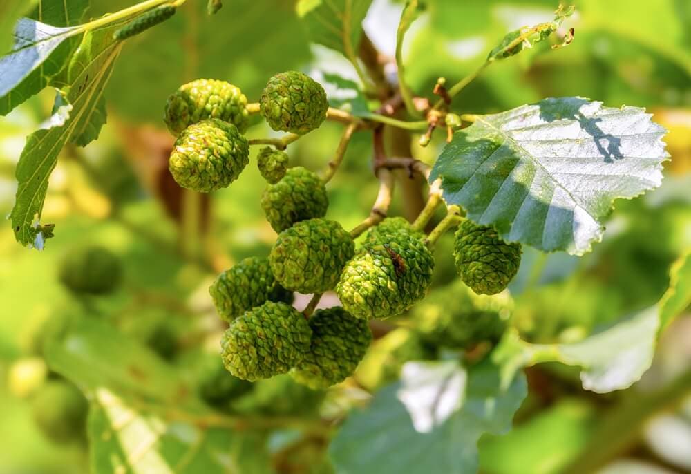 Alder Pollen: Early Season, Where It Grows, and How to Spot It
