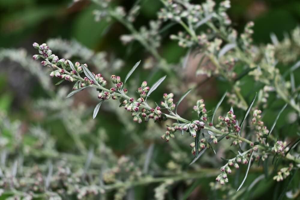 Mugwort and Sagebrush Pollen: Season, Regional Differences, and Identification