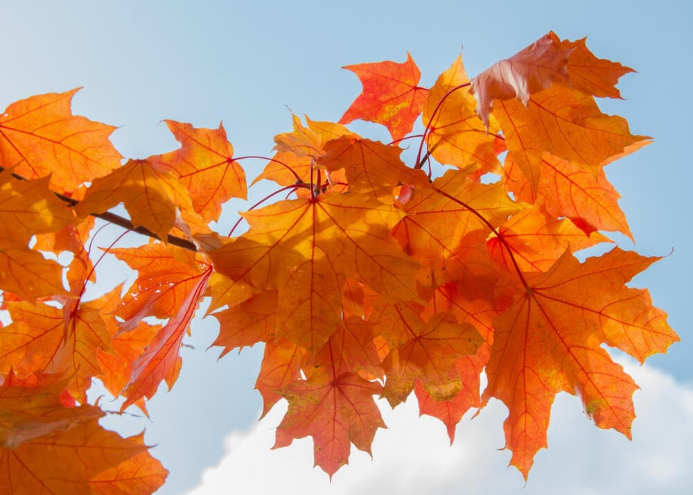 Maple Pollen: Season, Box Elder, and How to Spot It