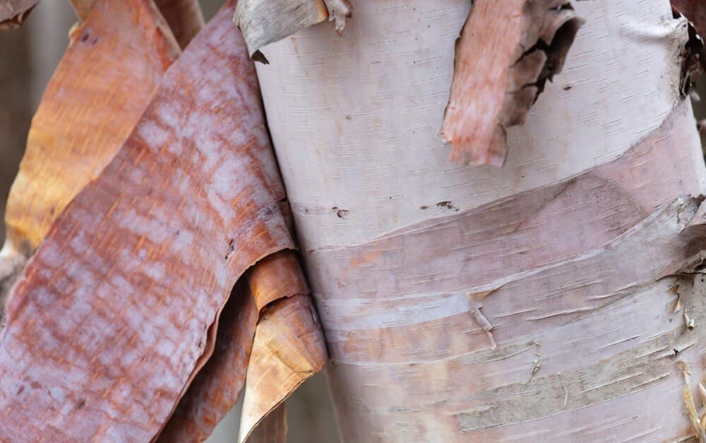 Birch Pollen: Season, Where It Grows, and How to Spot It