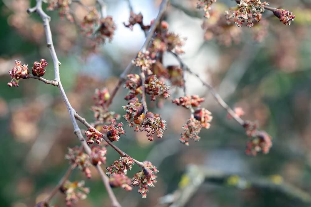Elm Pollen: Spring and Fall Seasons, Where It Grows, and How to Spot It