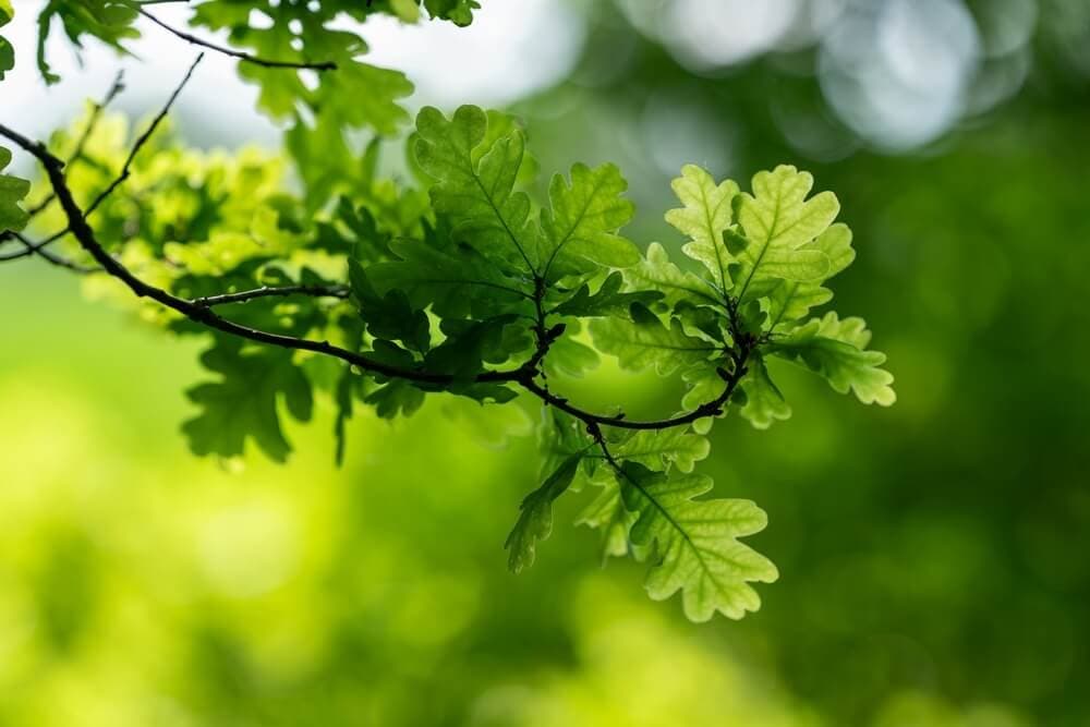 Oak Pollen: Season, Where It Grows, and How to Spot It