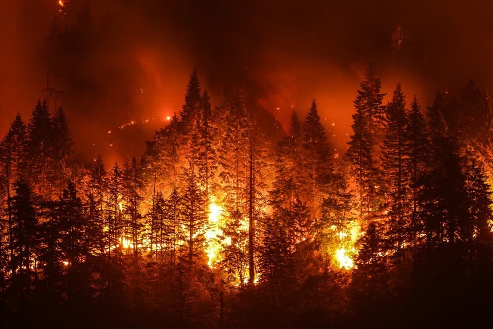 Belgium's Largest Wildfire on Record Pushes Toward the German Border