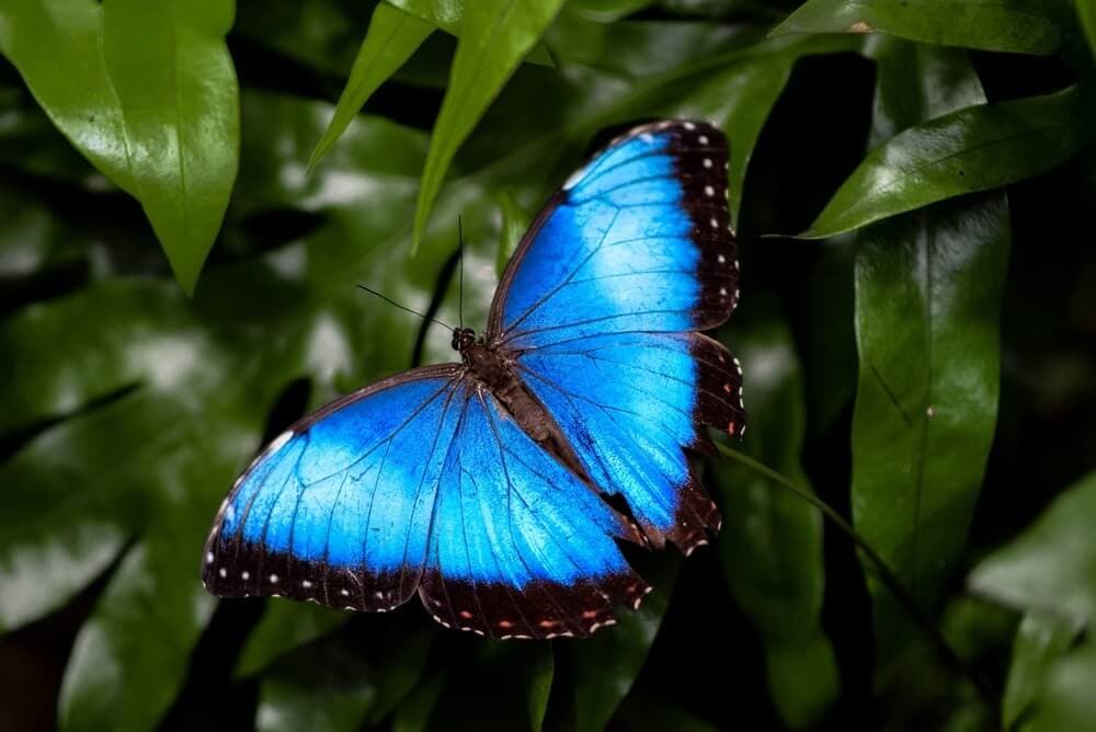 Butterfly-Inspired Device Could Cut Air Monitoring Costs