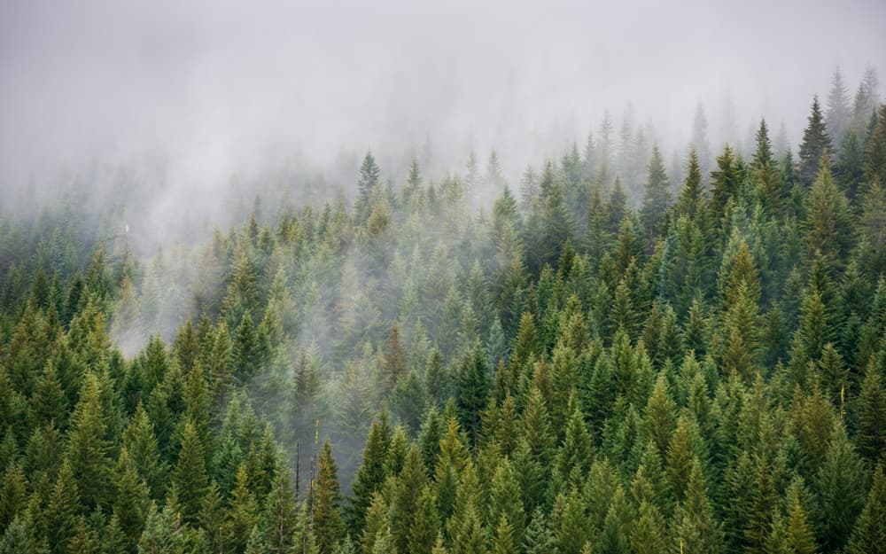 Coleman Creek Fire: Oregon Wildfire Smoke Update
