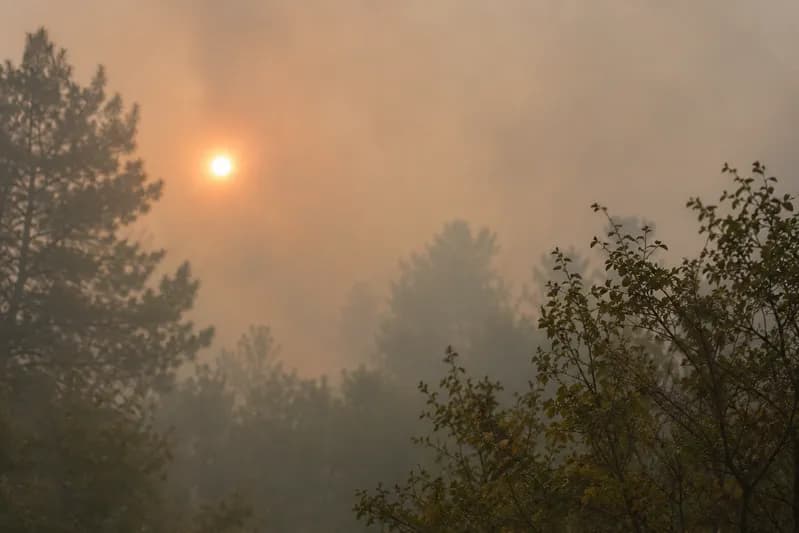 Canadian wildfire smoke reducing visibility and impacting air quality in a forested area